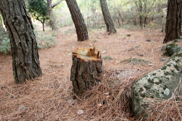 Tulare, CA Tree Services Company