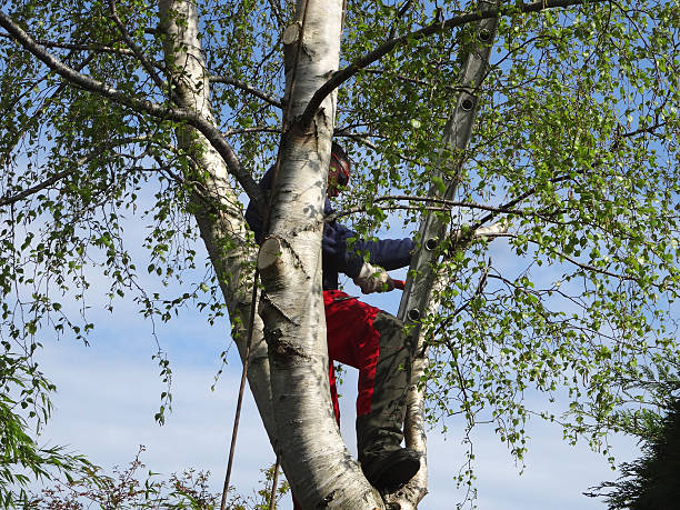 Best Hazardous Tree Removal  in Tulare, CA